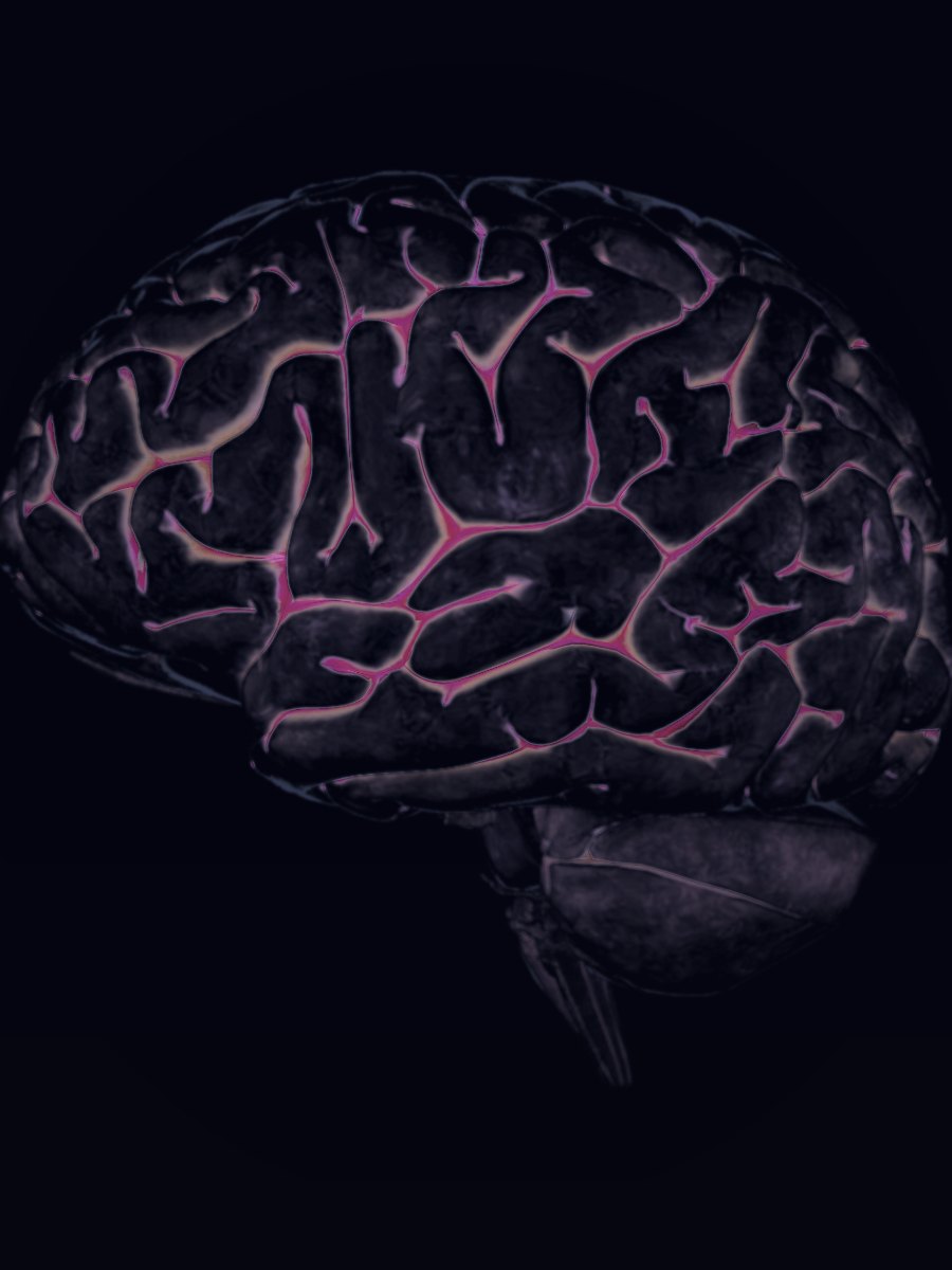 Render of the project's anatomically detailed brain model: cortical surface with the sulci picked out in magenta, cerebellum and brainstem below. A source model, not gameplay.