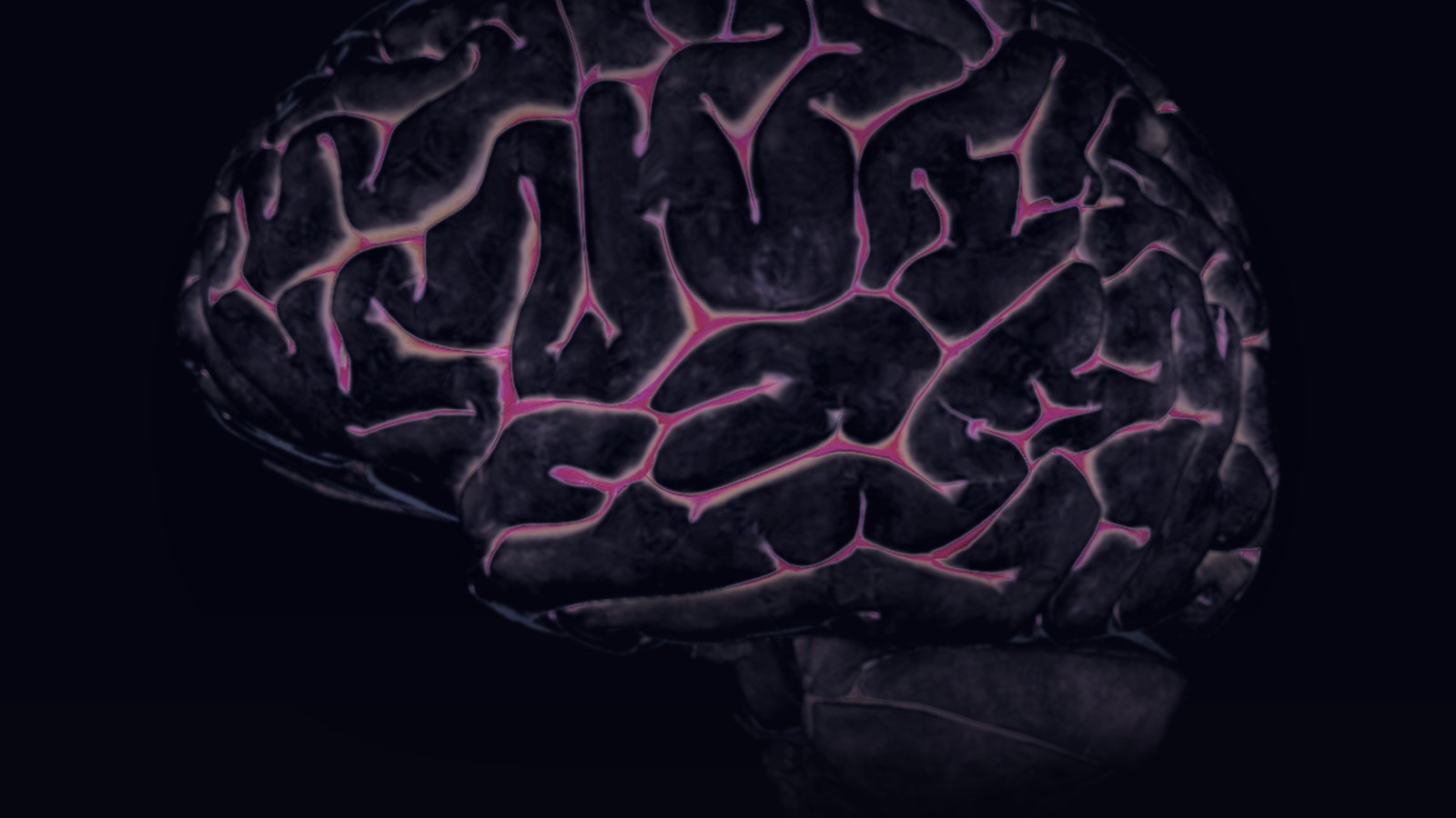 Render of the anatomy world's brain model in profile, its vasculature picked out in magenta across the cortical folds.